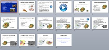 Animal Cells - PowerPoint Lesson and Student Notes Package, image 3