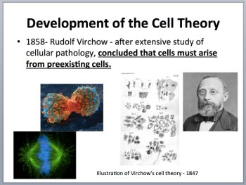The Cell Theory - An Introduction - PowerPoint Lesson and Student Notes Package, image 2