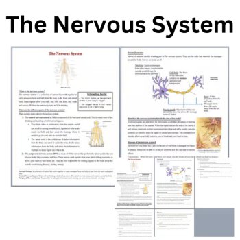 The Nervous System Reading Comprehension Passage & Questions | 6th, 7th, 8th, image 3