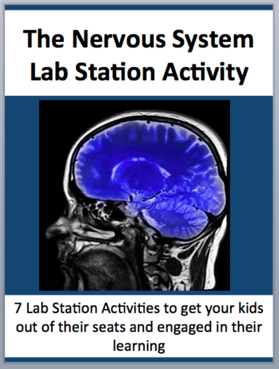 The Nervous System Lab Station Activity | 7 Hands-on Activities | Reflex Arc