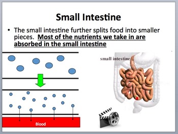 Digestive System Mini Unit - Biology PowerPoint Lesson, Notes and Activities, image 2