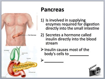Digestive System Mini Unit - Biology PowerPoint Lesson, Notes and Activities, image 3