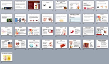 Digestive System Mini Unit - Biology PowerPoint Lesson, Notes and Activities, image 4