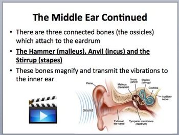 Human Ear Anatomy and Hearing - Biology and Physics Lesson Package, image 2