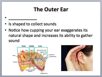 Human Ear Anatomy and Hearing - Biology and Physics Lesson Package, image 3