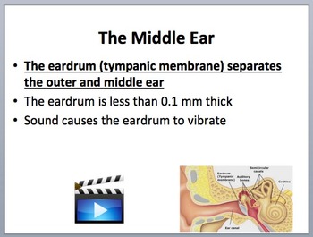 Hearing, Hearing Loss and the Human Ear - Physics and Biology Lesson Package, image 4