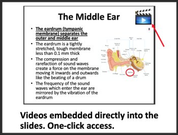 Hearing and the Human Ear Lesson | The Auditory System | High School Biology, image 2