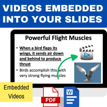 How Living Things Fly Lesson | How Birds Fly, Aerodynamics, Parachuting, image 4