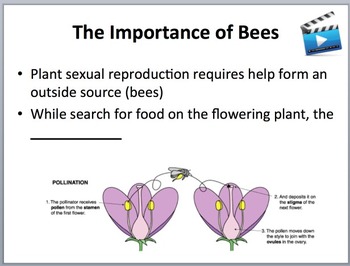How Living Things Reproduce and Grow Lesson | Sexual and Asexual Reproduction, image 2