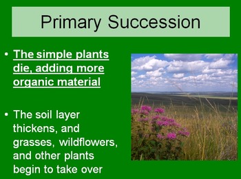 Ecology Lesson Bundle - Ecosystems,Cycling of Matter and Ecological Succession, image 4