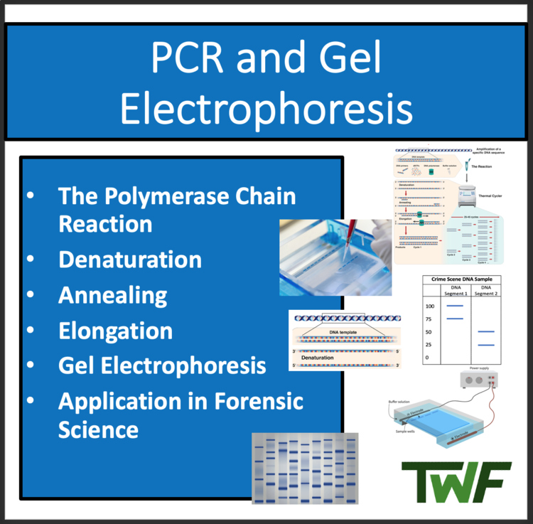 PCR and Gel Electrophoresis - Google Slides and Distance Learning Ready