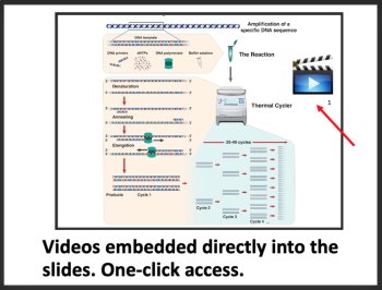 PCR and Gel Electrophoresis - Google Slides and Distance Learning Ready, image 3