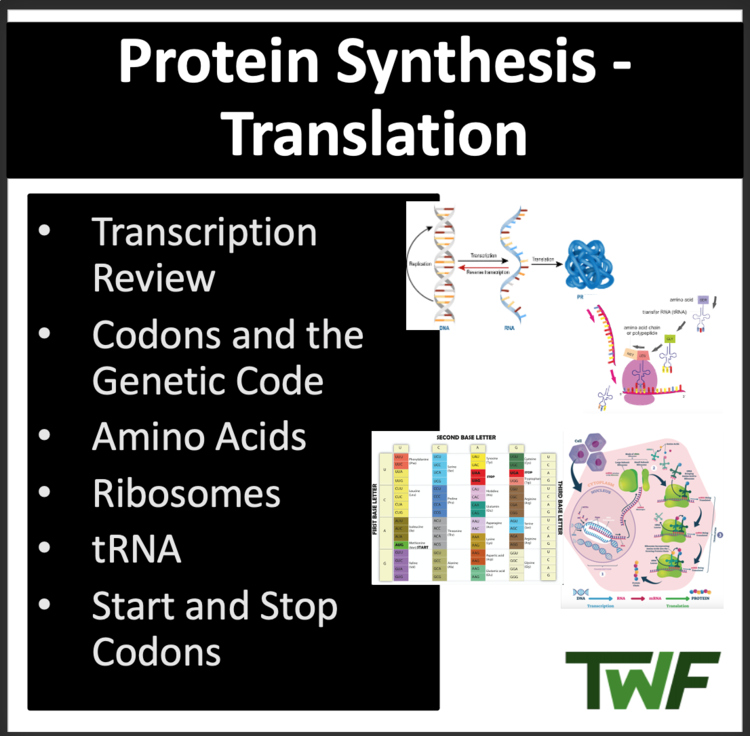 Translation - Protein Synthesis - Google Slides and Distance Learning Ready