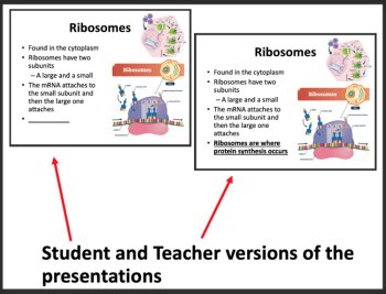 Translation - Protein Synthesis - Google Slides and Distance Learning Ready, image 2