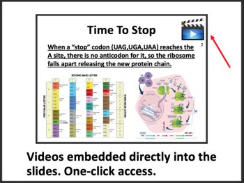 Translation - Protein Synthesis - Google Slides and Distance Learning Ready, image 3