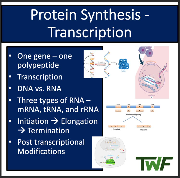 Transcription - Protein Synthesis - Google Slides and Distance Learning Ready