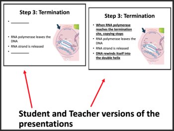 Transcription - Protein Synthesis - Google Slides and Distance Learning Ready, image 2