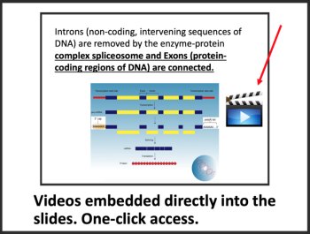 Transcription - Protein Synthesis - Google Slides and Distance Learning Ready, image 3