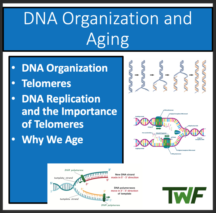 DNA Organization and Aging - Google Slides and Distance Learning Ready
