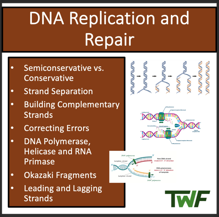 DNA Replication and Repair - Google Slides and Distance Learning Ready