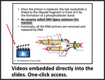 DNA Replication and Repair - Google Slides and Distance Learning Ready, image 2