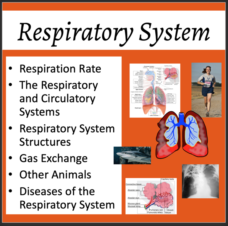 Respiratory System Lesson | Structure, Function, Diseases | 8th, 9th, 10th, 11th