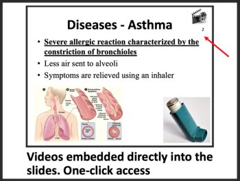 Respiratory System Lesson | Structure, Function, Diseases | 8th, 9th, 10th, 11th, image 4