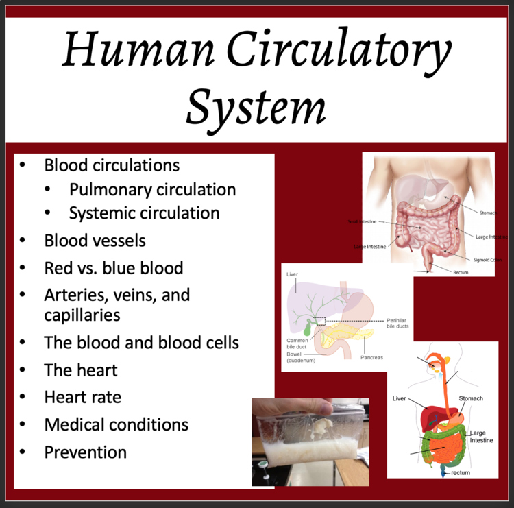 Circulatory System Lesson | The Heart, Cardiovascular | 8th, 9th, 10th, 11th