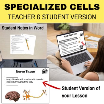 Specialized Cells Lesson | Hierarchy of Cells | Tissues, Organs, Systems, image 2
