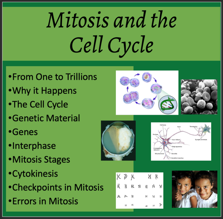 Mitosis & Cell Division Lesson | Cell Cycle, Cytokinesis | 8th, 9th, 10th, 11th