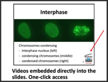 Mitosis & Cell Division Lesson | Cell Cycle, Cytokinesis | 8th, 9th, 10th, 11th, image 4