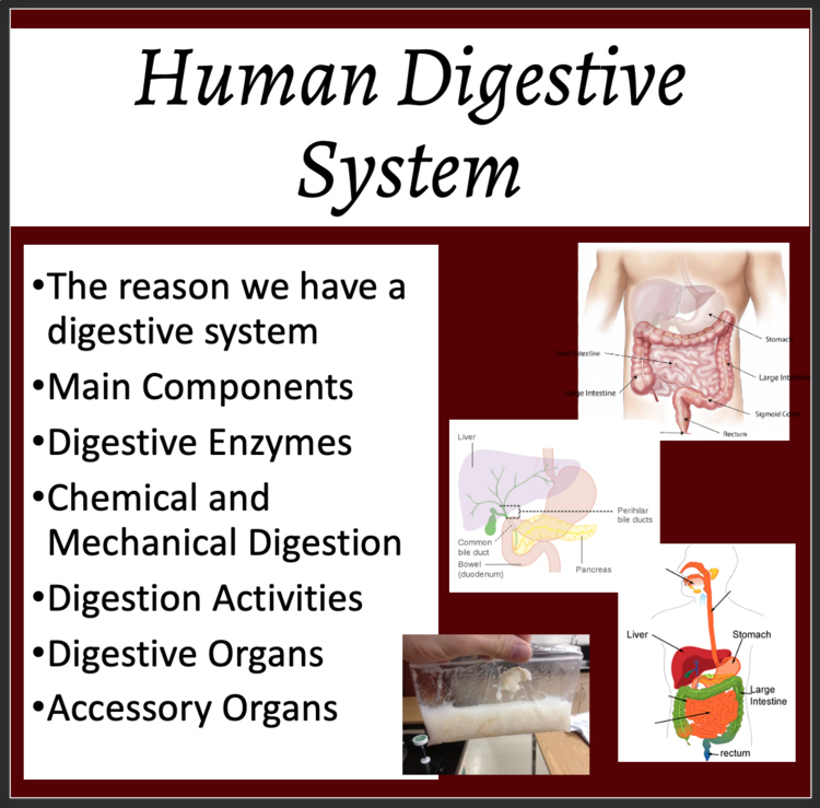 Human Digestive System Lesson | Digestive Organs, Enzymes | 8th, 9th, 10th, 11th