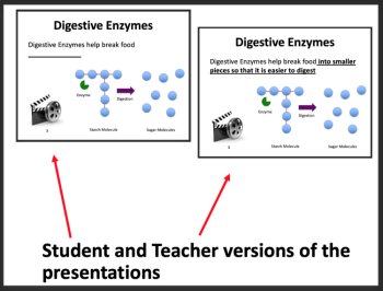 Human Digestive System Lesson | Digestive Organs, Enzymes | 8th, 9th, 10th, 11th, image 3
