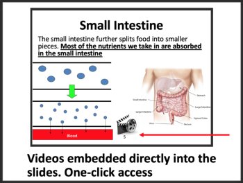 Human Digestive System Lesson | Digestive Organs, Enzymes | 8th, 9th, 10th, 11th, image 4