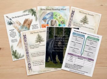 The Sign of the Beaver Comprehensive Project-Based Novel Study, image 2