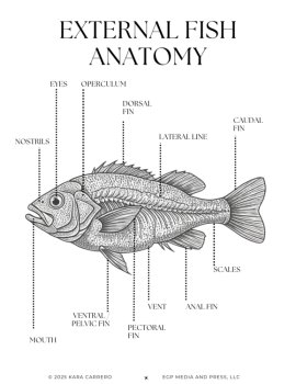 Marine Wildlife Study: 5 Fish Characteristic Guide and Extension Activities, image 3