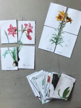 Nature Study - Sunflowers and Dandelions, image 2