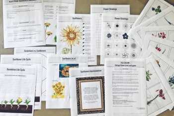 Nature Study - Sunflowers and Dandelions, image 4