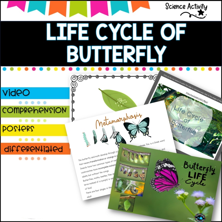 LIFE CYCLE OF BUTTERFLIES  differentiated
