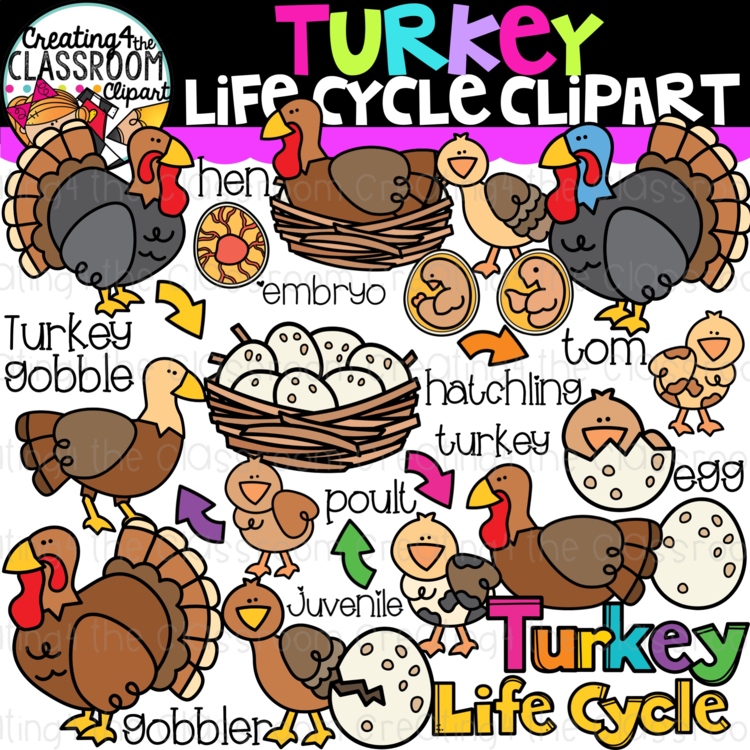 Turkey Life Cycle Clipart | Cute Turkey Life Cycle Clipart}