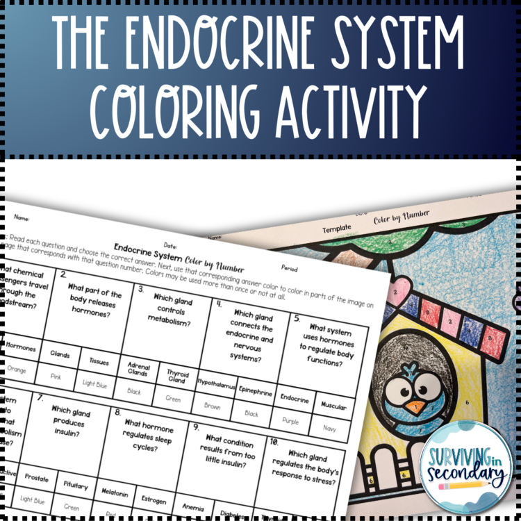 Endocrine System Birdhouse Coloring Activity