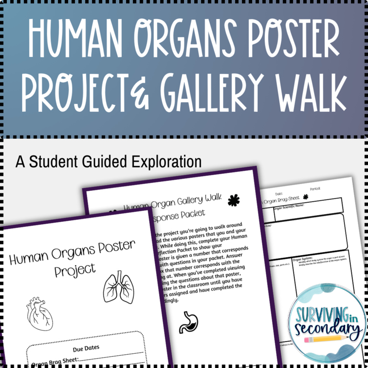 Human Organs Poster Project and Gallery Walk