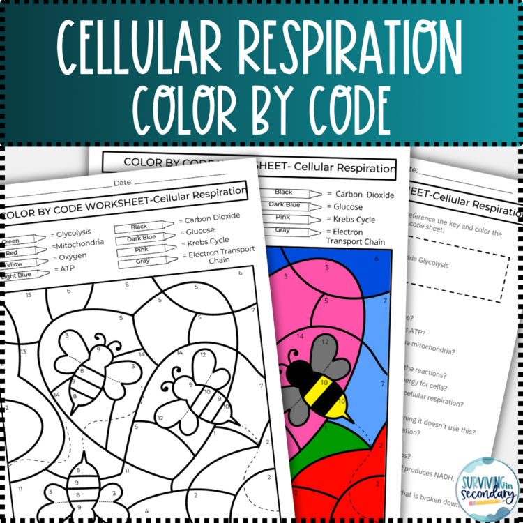 Cellular Respiration Color by Code Worksheet Practice for Biology