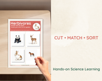 Herbivore Carnivore Omnivore Sorting Activity | Animal Diets, image 3