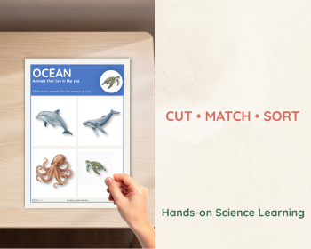 Animal Habitats Sorting Activity | Habitat Picture Cards, image 3