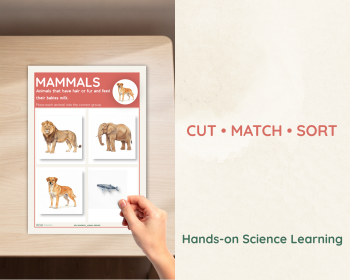 Animal Groups Sorting Activity | Animal Classification Cards, image 3