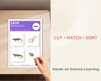 Animal Coverings Sorting Activity | Fur, Feathers, Scales and Skin, image 3